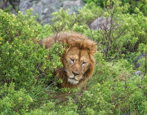 Большой лев-самец в траве.