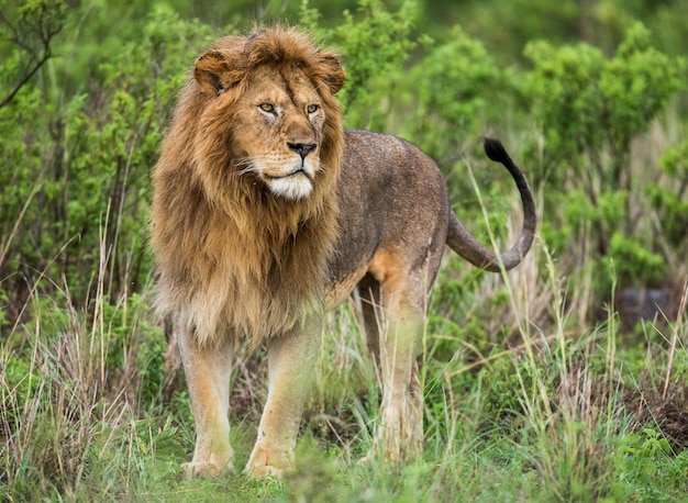 Grande leone maschio nell'erba.