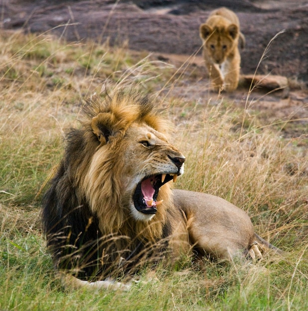 Big male lion with cub