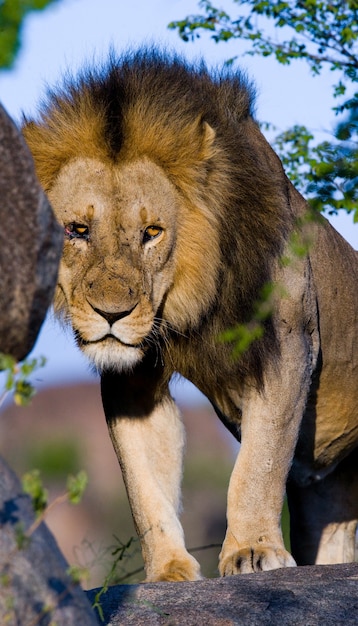 Большой лев-самец с великолепной гривой на большой скале