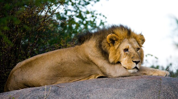 Big male lion with gorgeous mane on a big rock