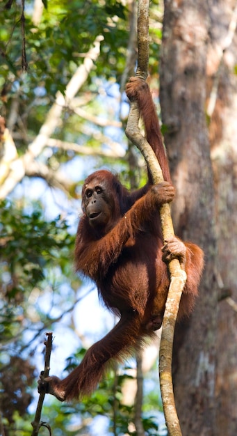 Big male orangutan on a tree in the wild. Indonesia. The island of Kalimantan (Borneo).