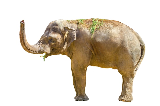 Большой слон млекопитающих на белом фоне