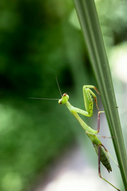 Big mantis closeup sits on the grass with blurred background