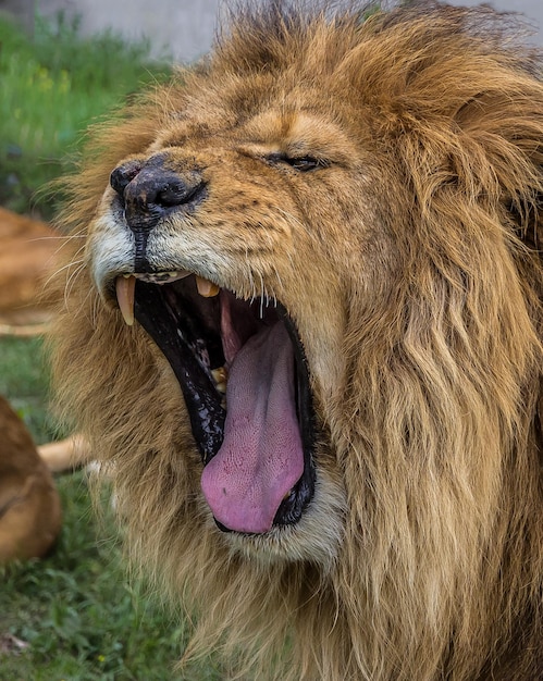 A big mighty male lion yawns with huge fangs