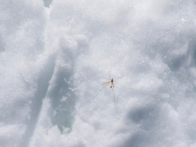 Big mosquito in the winter in the snow.