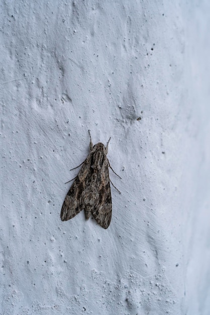 Big moth on white stone wall Tanzania Africa Close up