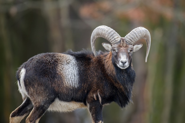 Big mouflon animal. Mouflon, Ovis orientalis, forest horned animal in nature habitat