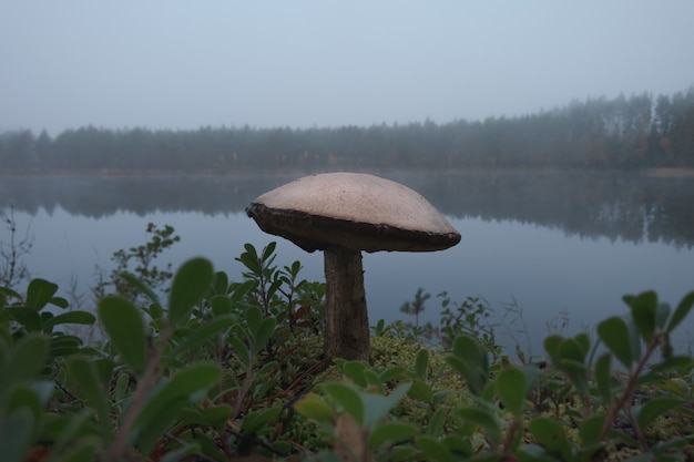 Big mushroom in autumn surroundings