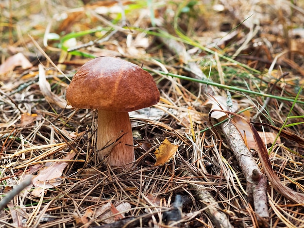 Big mushroom on the ground