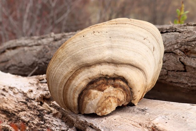 Big mushroom on poplar tree