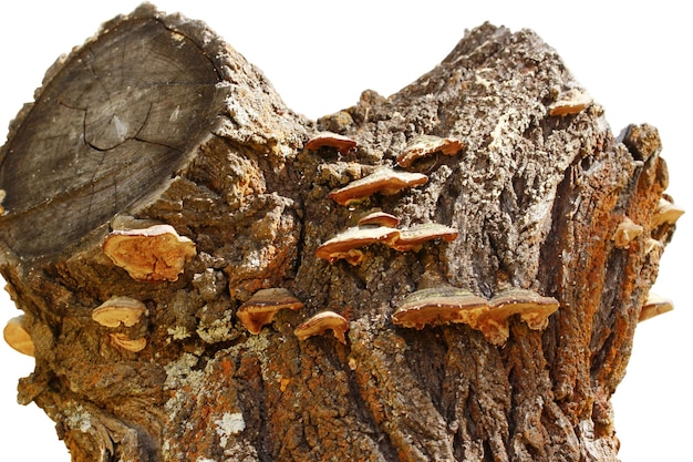 Big mushroom on tree