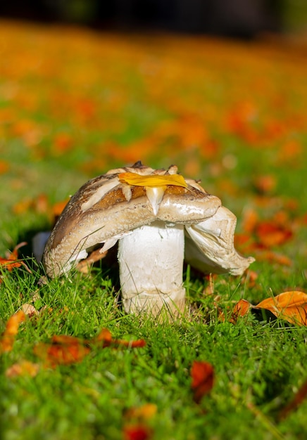 Big mushroom of white color on the lawn in autumn sunny day