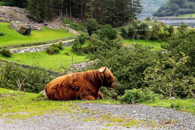 Big musk ox in its habitat, Natural landscape on the background. Norwegian animal