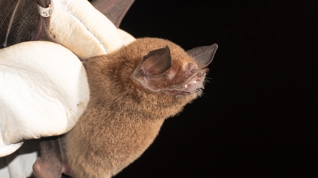 The big naked-backed bat