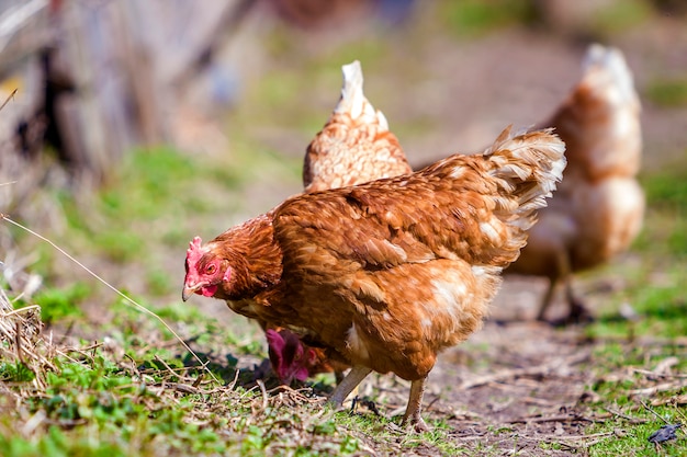 Big nice beautiful red brown hens feeding outdoors in green meadow with fresh grass on bright sunny day on blurred. Farming of poultry, chicken meat and eggs concept.