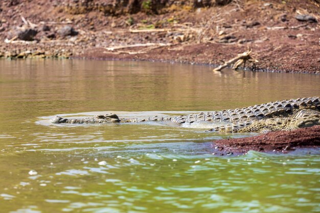 big nile crocodile Chamo lake Falls Ethiopia