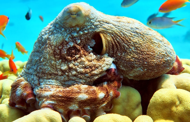 Big octopus in Red sea, Eilat, Israel.