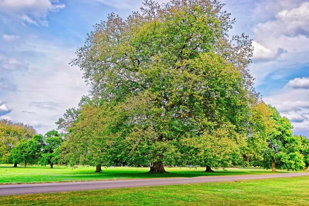 イギリスのエセックスにあるオードリーエンドハウスの公園にある大きな古いハンノキの木。中世の郡庁舎です。現在、イングリッシュヘリテッジの保護下にあります。