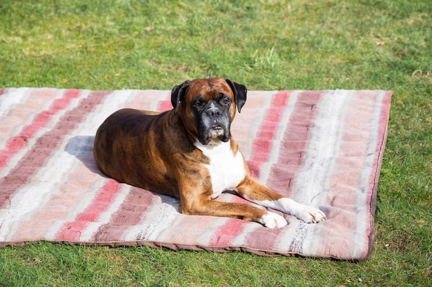 Big Old Boxer laying outside on a blanket