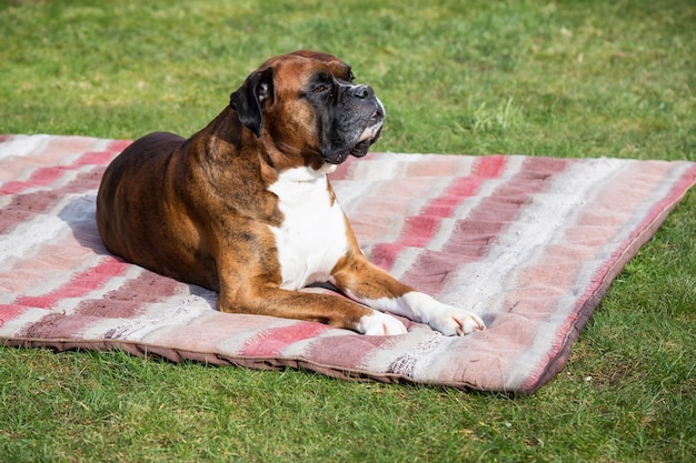 Big Old Boxer laying outside on a blanket