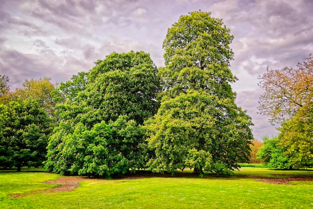 イギリスのエセックスにあるオードリーエンドハウスの公園にある大きな古い栗の木。中世の郡庁舎です。現在、イングリッシュヘリテッジの保護下にあります。