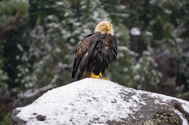 Foto grande e vecchia aquila seduta su una roccia ricoperta di neve