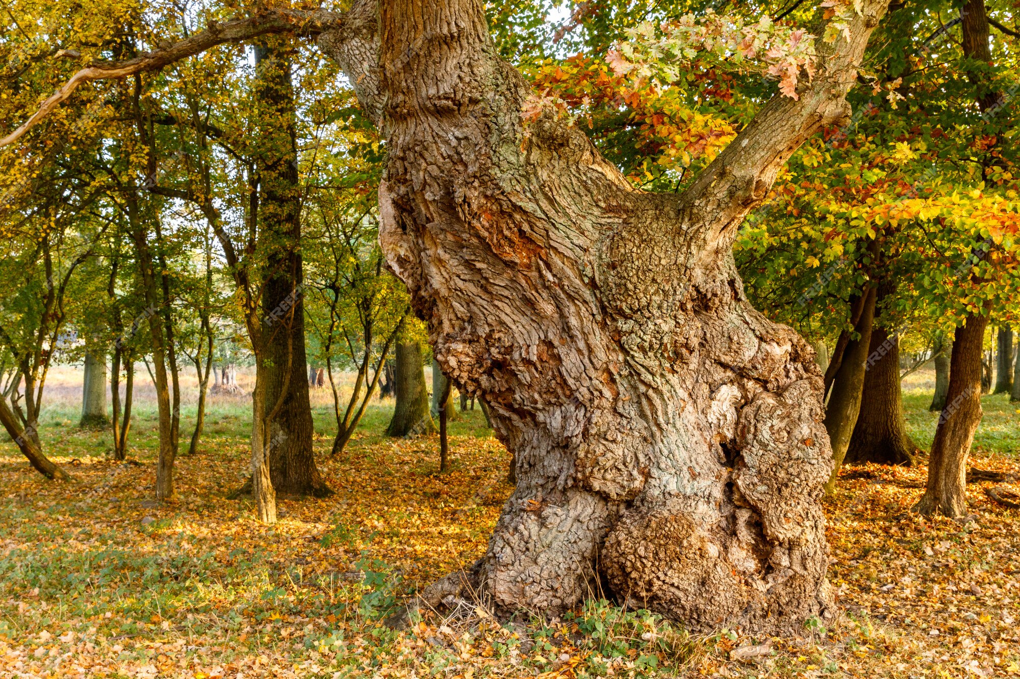 big old oak tree