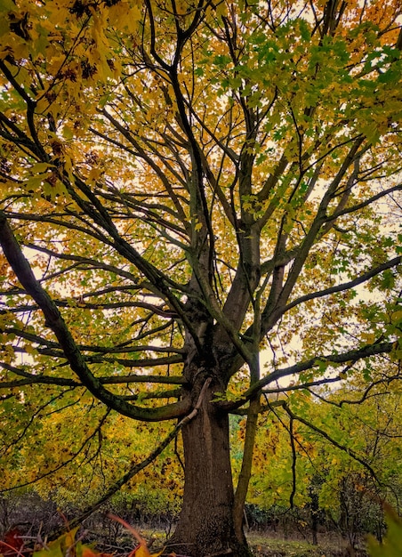 森の中の大きな、古い樫の木