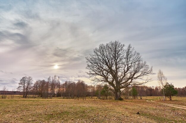 Foto grande vecchia quercia senza foglie in piedi da solo sul prato all'inizio della primavera paesaggio del campo tramonto nuvoloso scena rurale in europa tempesta di pioggia