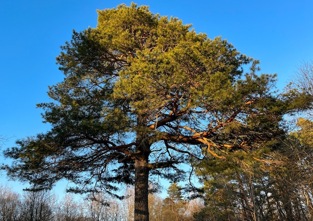 青い空を背景にした森の中の古くて大きな松の木