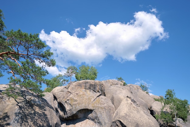 夏のマウンテン ビューの背景に青い空の下で岩が多い山の頂上に成長している大きな古い松の木
