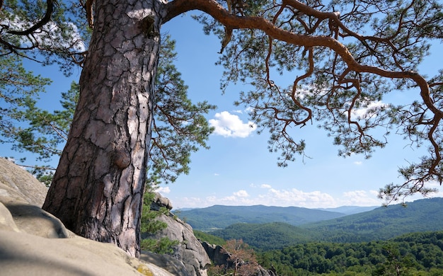Big old pine tree growing on rocky mountain top under blue sky on summer mountain view background