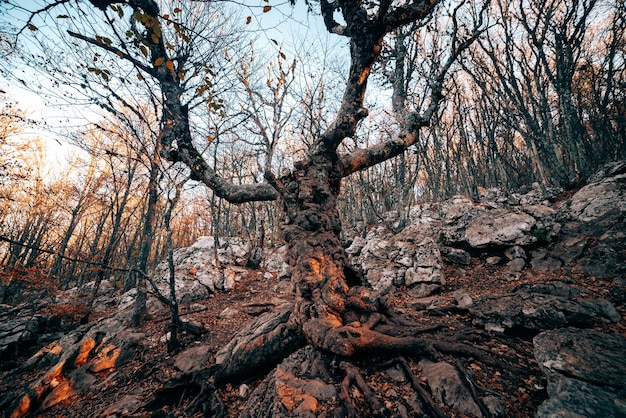 Grande vecchio albero nella foresta in autunno al crepuscolo