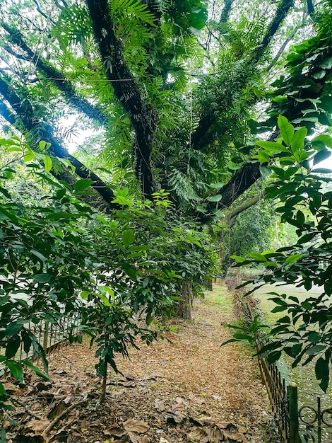 사진 열 대 숲에서 큰 오래 된 나무