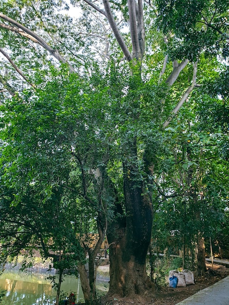 Grande vecchio albero nel parco