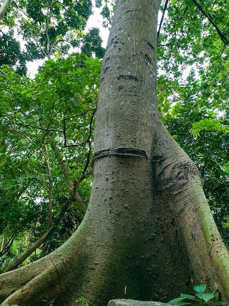 公園の大きな古い木