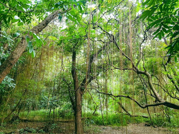 Grande vecchio albero nella foresta tropicale