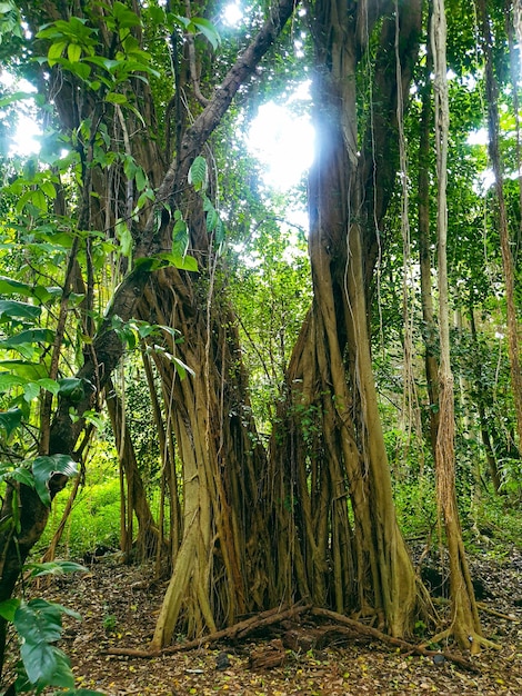 Grande vecchio albero nella foresta tropicale