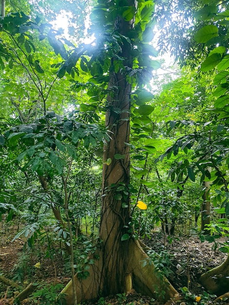 열 대 숲에서 큰 오래 된 나무