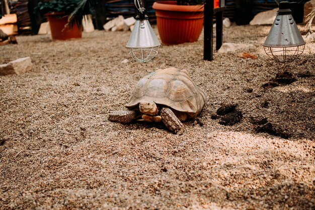 Big old turtle in the sand and palm leaves