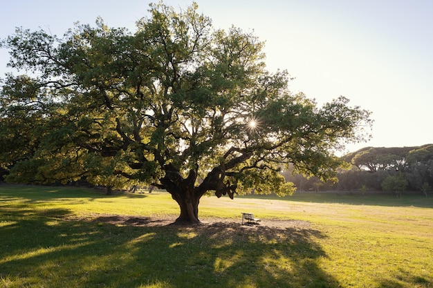 Foto un grande ulivo nel verde del parco