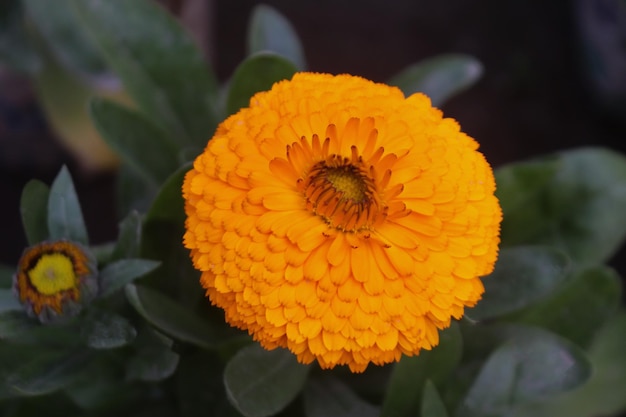 大きなオレンジ色のカレンデュラの花