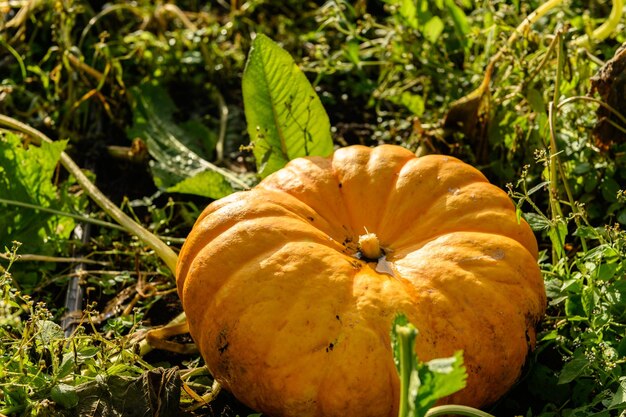 Photo big orange pumpkin lying in its natural environment in a field waiting to be picked up