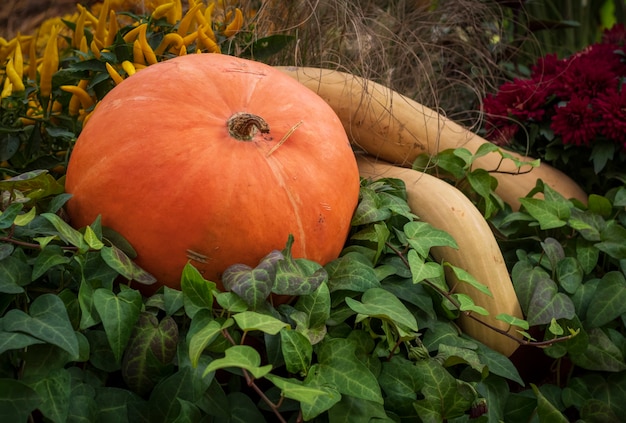 Photo big orange pumpkin wit the green leaves