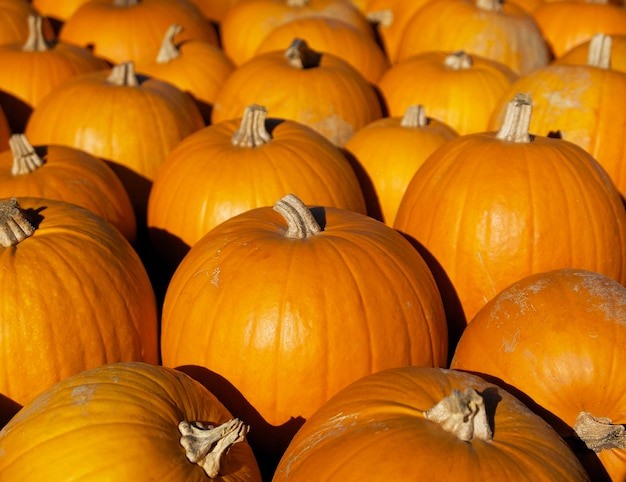 big orange pumpkins in a soft evening sunlight