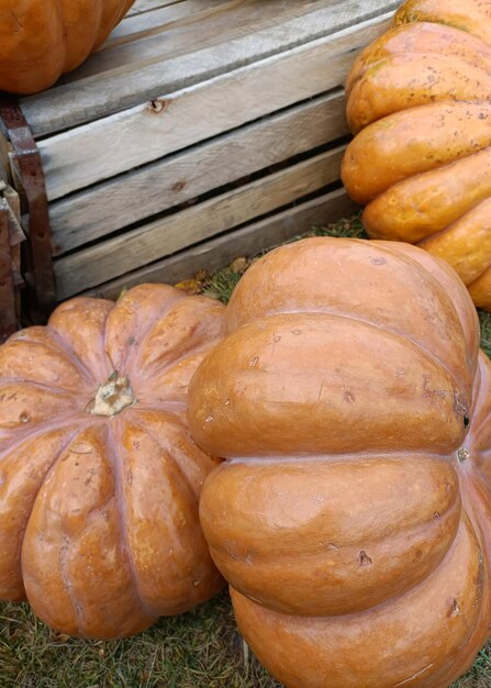 Big orange pumpkins