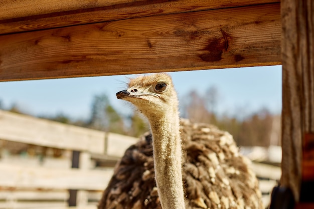 big ostriches at farm field behind  wooden fence, domestic animals outdoors, ecological farming .