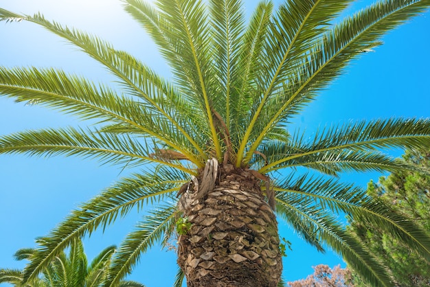 Big palm tree on blue sky background