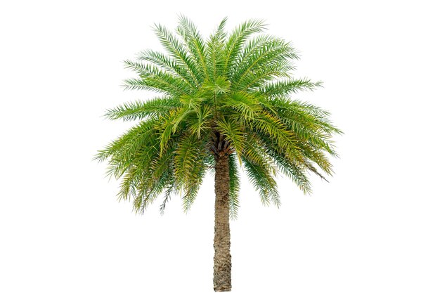 Photo big palm trees used in garden decoration on white background isolated